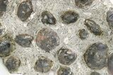 Plate of Devonian Ammonite Fossils - Morocco #259694-2
